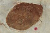 Plate of Paleocene Leaf Fossils - Glendive, Montana #188824-7